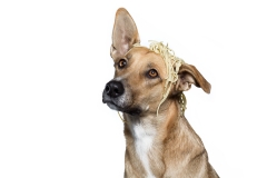 kleiner blondes Mischlingshund mit Spaghetti auf dem Kopf