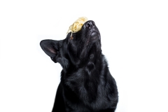 schwarzer Schäferhund balanciert einen Berg Nudeln auf der Nase