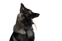Schäferhund schnappt nach Futter vor weißem Hintergrund im Studio