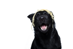 lachender Schäferhund hat einen Haufen Nudeln auf dem Kopf verteilt