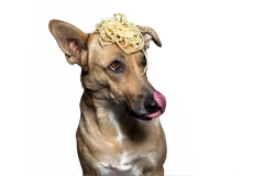 kleiner Mischlingshund im Studio in Beelen fotografiert