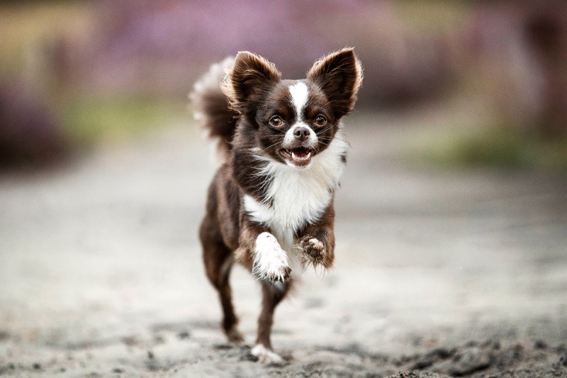 brauner Chihuahua rennt über einen Sandweg