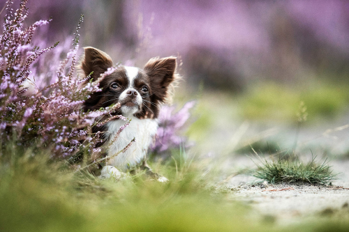 kleiner Hund versteckt sich hinter einem Busch Heideblüte