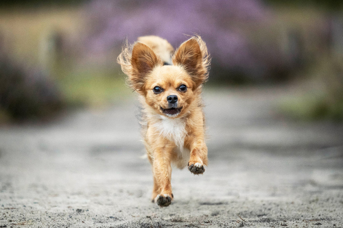 blonder Chihuahua rennt freudig in Richtung Kamera