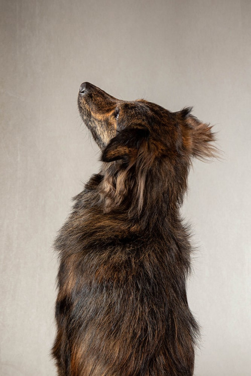 Fotoshooting-Hund-Hundefotografie-Studio-Bielefeld-Muenster-min