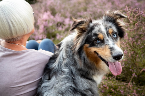 großer Hund sitzt neben seiner Besitzerin im Heidefeld und schaut sich über die Schulter um