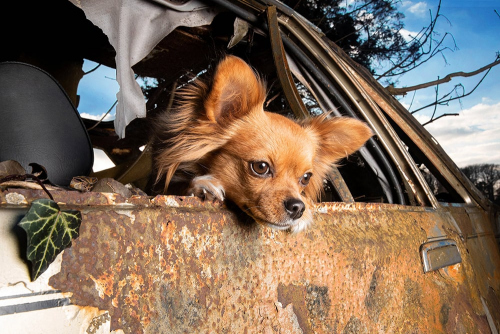 Chihuahua blickt aus verrostetem Auto in die Ferne