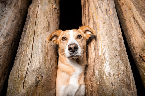 Mischlingshund steht zwischen zwei Holzbalken und blickt nach unten in die Kamera