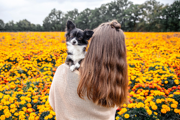 Chihuahua vor Blumenfeld schaut über die Schulter eines brünetten Mädchens
