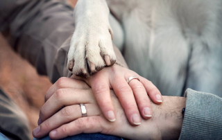 zwei Hände mit Ehering und eine Hundepfote liegen übereinander