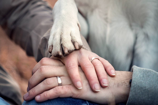 zwei Hände mit Ehering und eine Hundepfote liegen übereinander