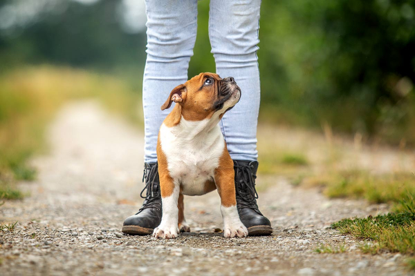 Bulldoggenwelpe steht zwischen den Beinen seiner Besitzerin