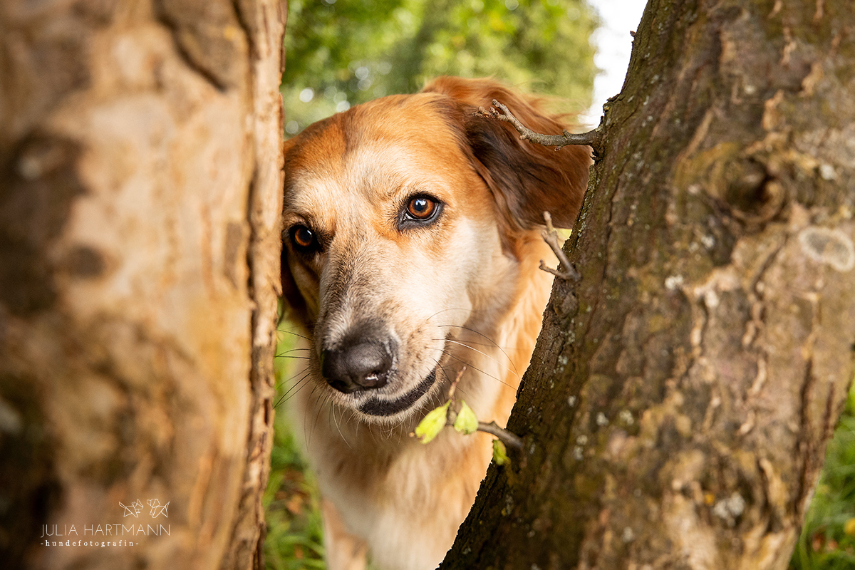 Mischlingshund schaut durch zwei Bäume hindurch in die Kamera