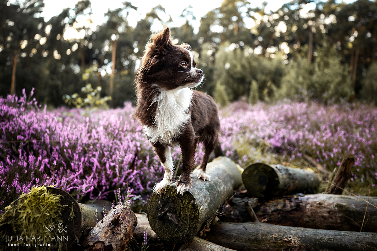 brauner kleiner Hund steht auf einem Baumstamm im Heideblütefeld