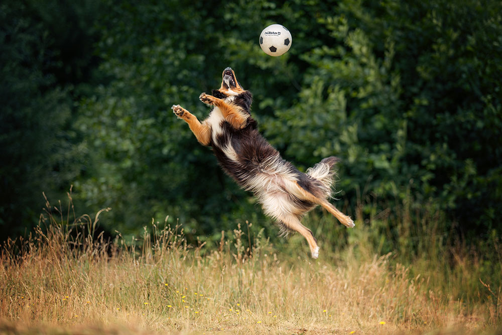 ein Australian Shepherd springt schräg durchs Bild, um einen Ball zu halten
