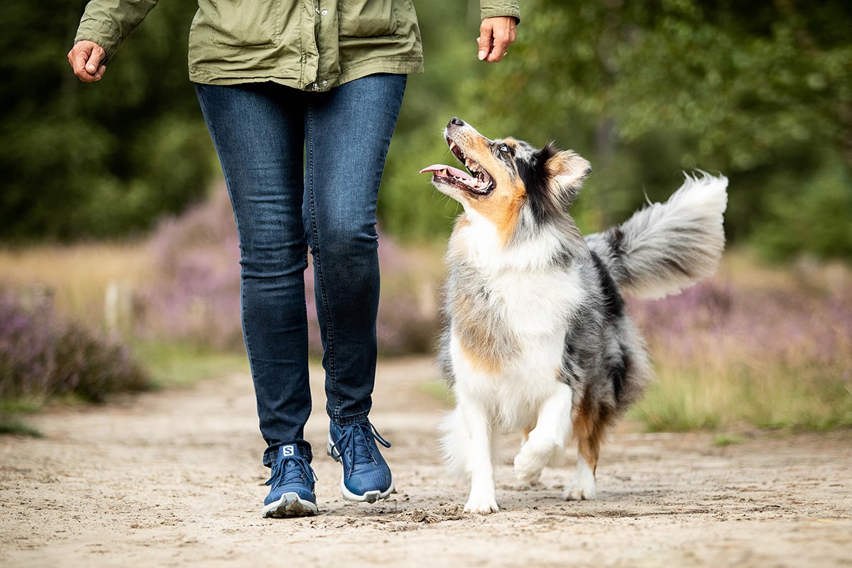 ein Hund geht bei Fuß neben seinem Frauchen im Heidefeld