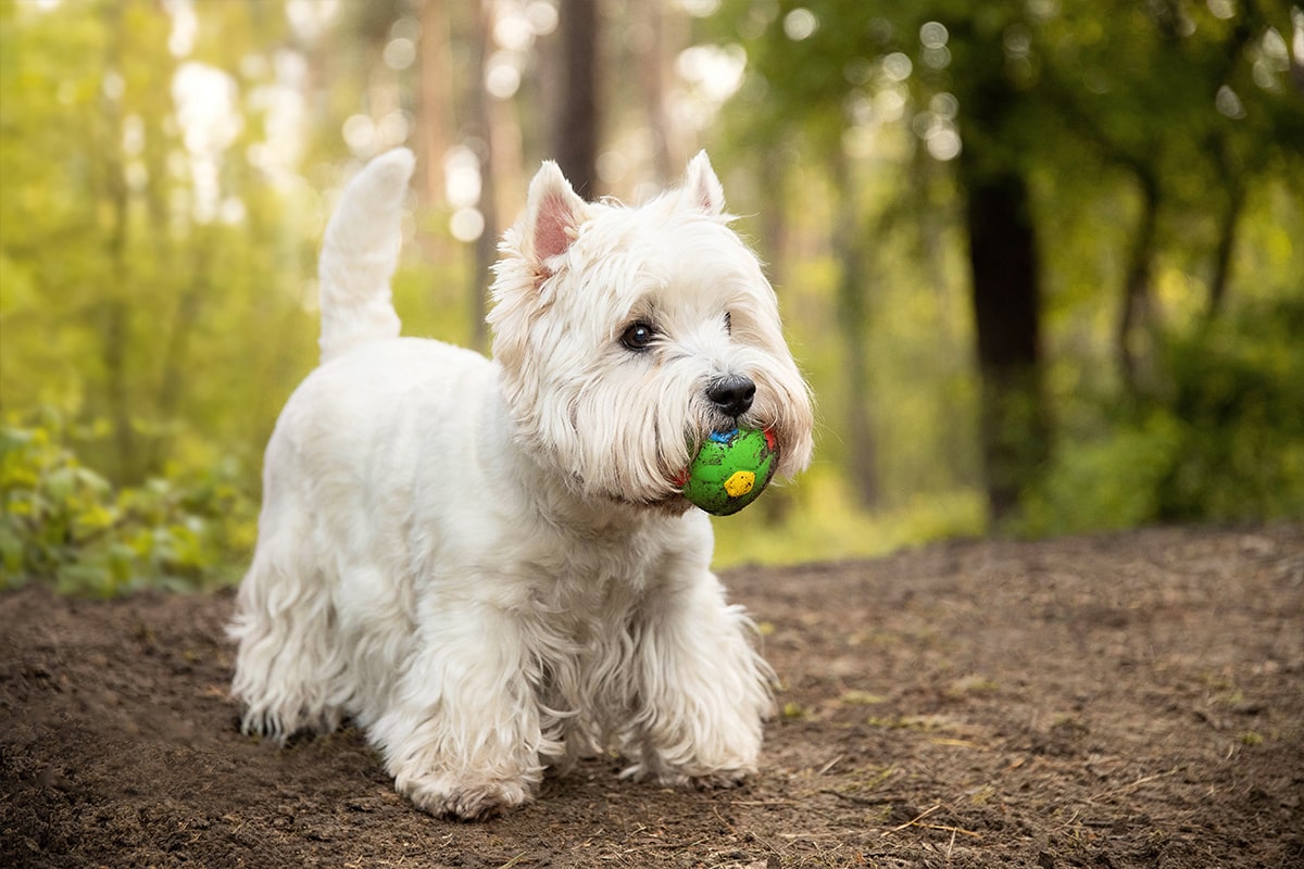 West Highland White Terrier mit Ball im Maul fordert im Wald zum Spielen auf