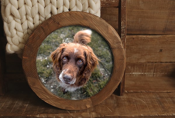 großes rundes Holzbild mit Hund in der Vogelperspektive