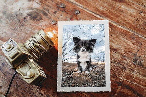 Baumwollprint eines Chihuahuas mit handgerissenen Kanten liegt auf einem Holztisch neben einer Lampe in Kameraoptik