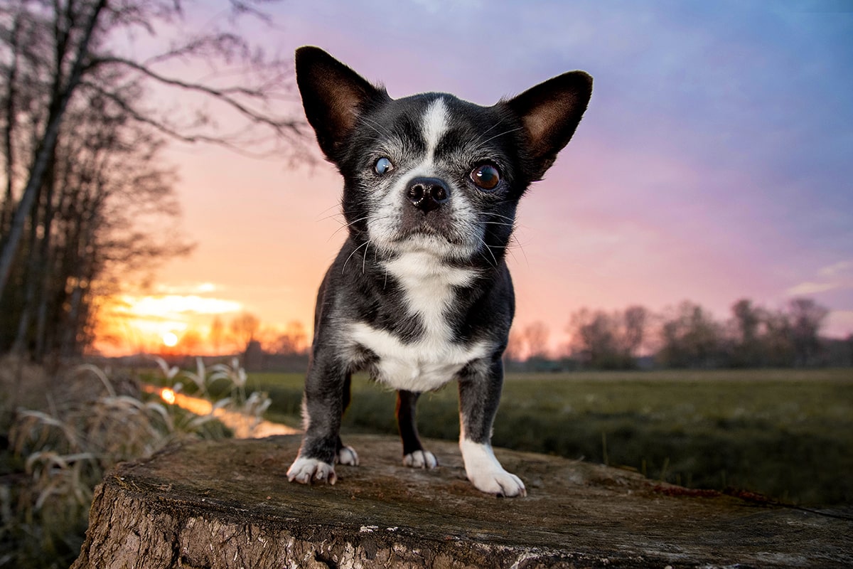 alter Chihuahua mit einem blinden Auge steht bei Sonnenuntergang auf einem Baumstamm