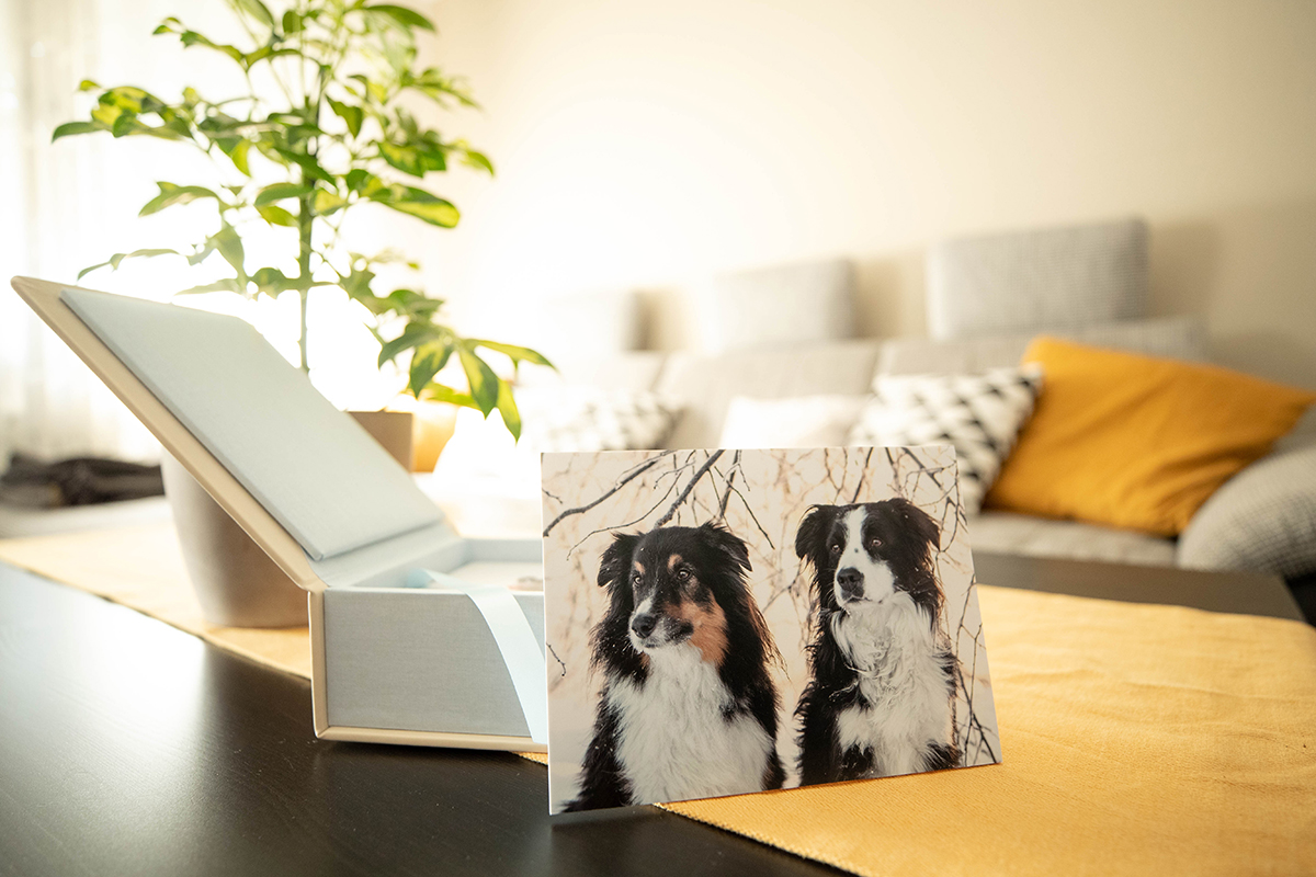 geöffnete Foliobox mit einem Foto auf Kartonkern von zwei großen Hunden