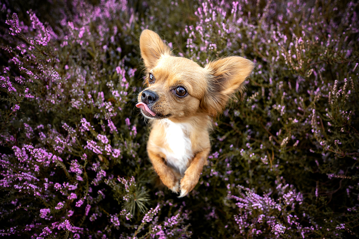 Vogelperspektive eines Chihuahuas, der Männchen macht, im Heideblütefeld