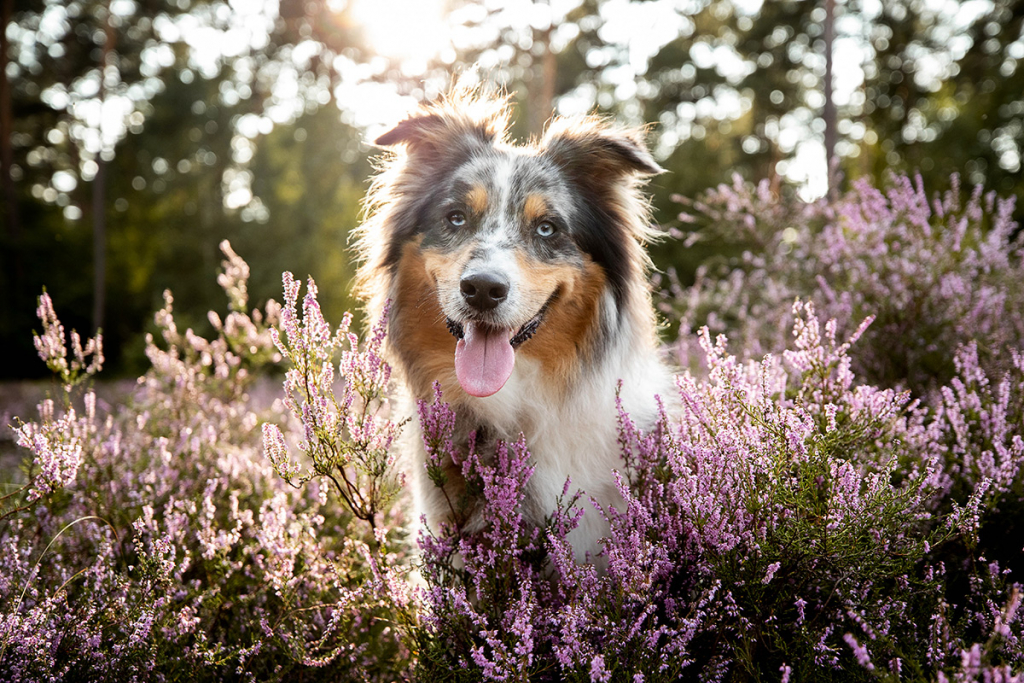 glücklicher Australian Shepherd sitzt bei Sonnenuntergang in einem Heidefeld