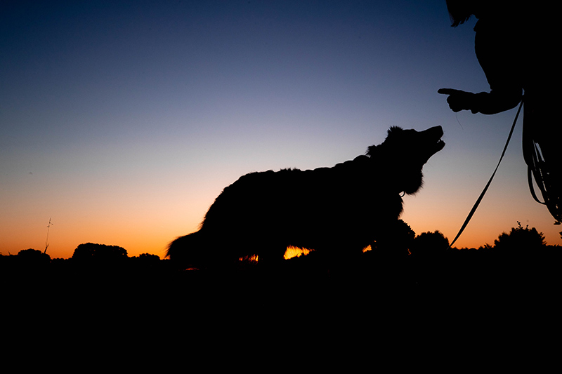 Australian Shepherd Silhouette bei Sonnenaufgang vor der Bildbearbeitung
