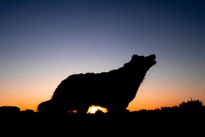 finales Bild eines jaulenden Hundes bei Sonnenaufgang und blauem Himmel