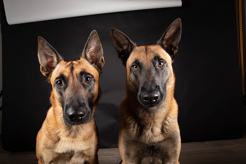 Vorher-Bild einer Aufnahme von zwei Schäferhunden
