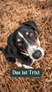 Stell dir vor, du buchst mit großen Bedenken ein Fotoshooting mit deinem Angsthund und die Bilder werden schöner, als du es dir hättest ausmalen können. Das geht auch mit deinem Hund 😉👌

Deine Julia
Hundefotografin in Warendorf, Münsterland und ganz NRW
Für Hundeeltern, deren Hund nicht nur Hund ist, sondern Familie
#münsterhunde
#nrwhunde
#tierfotografieNRW
#hundefotoshooting
#shootingmithund