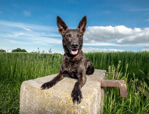 Die passende Jahreszeit für dein Hundefotoshooting