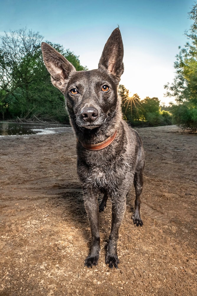 mischlingshund am strand in telgte