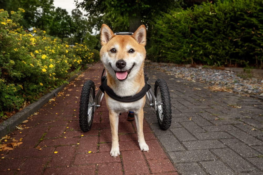 4-minus-1-rollstuhl-hund-gelaehmt-ari-shiba-inu-min