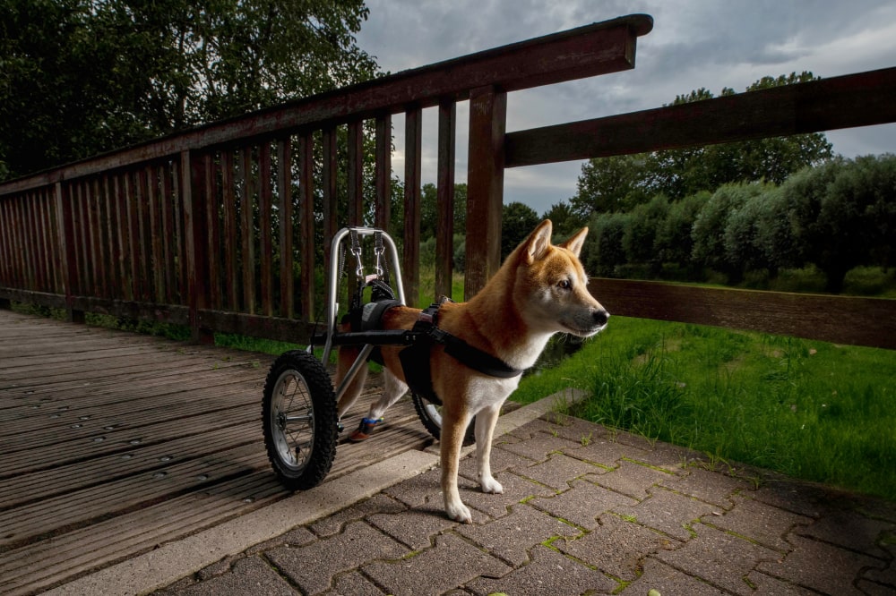 fotoshooting-serie-mit-handicap-hund-rollstuhl-nrw-min