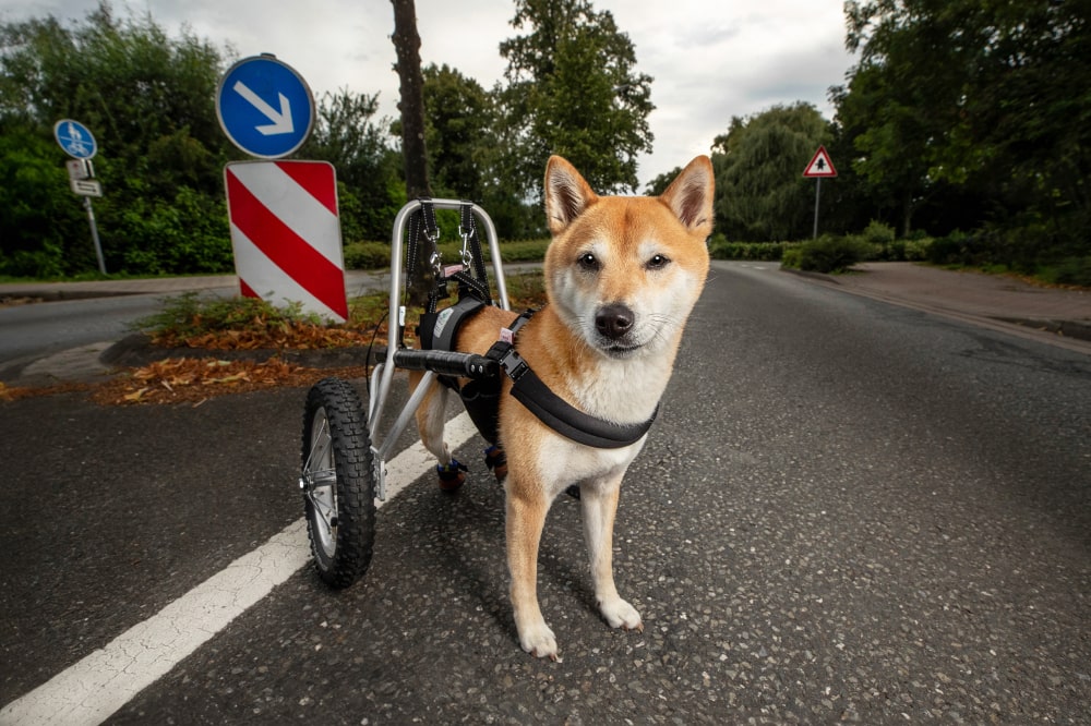 handicap-hund-rollstuhl-bielefeld-ari-min