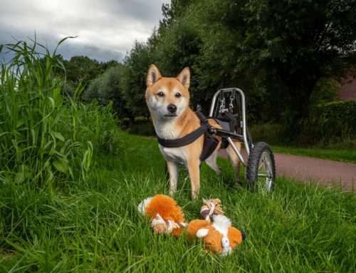 Ein besonderes Hundefotoshooting