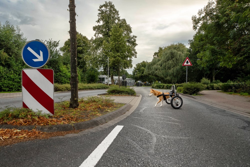 hund-strasseninsel-shiba-inu-rollstuhl-handicap-hund-muenster-min