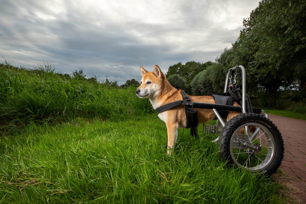 rollstuhl-serie-hund-4minus1-handicap-min