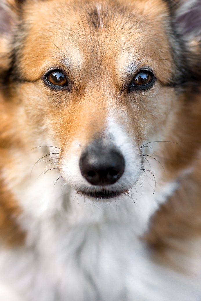 corgie-fotoshooting-bielefeld