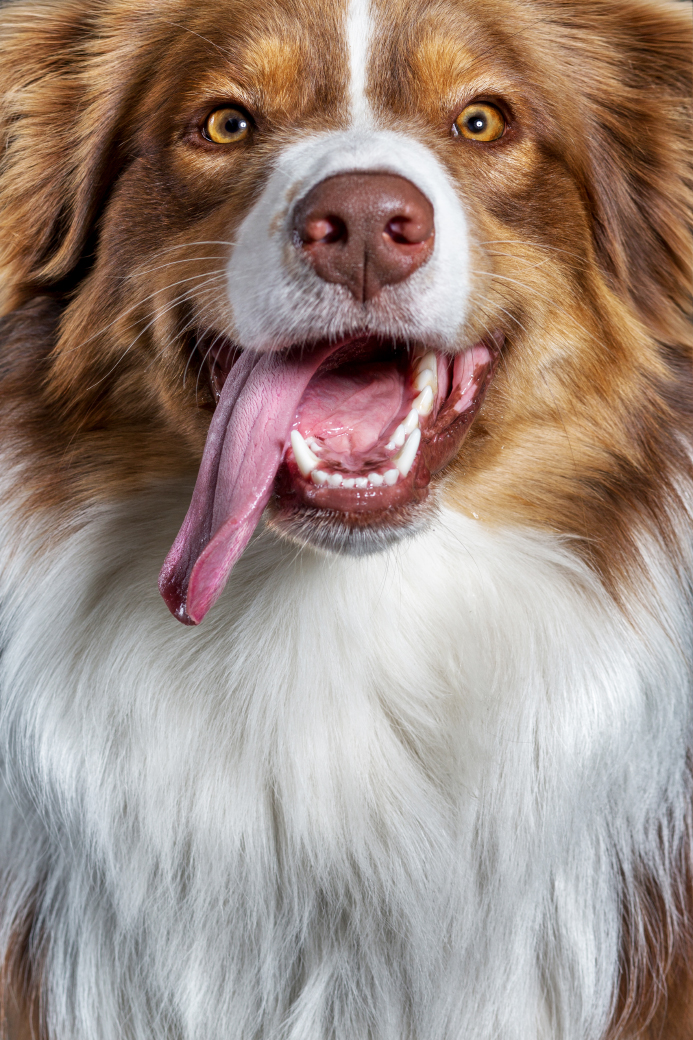 dogface-fotoserie-australian-shepherd