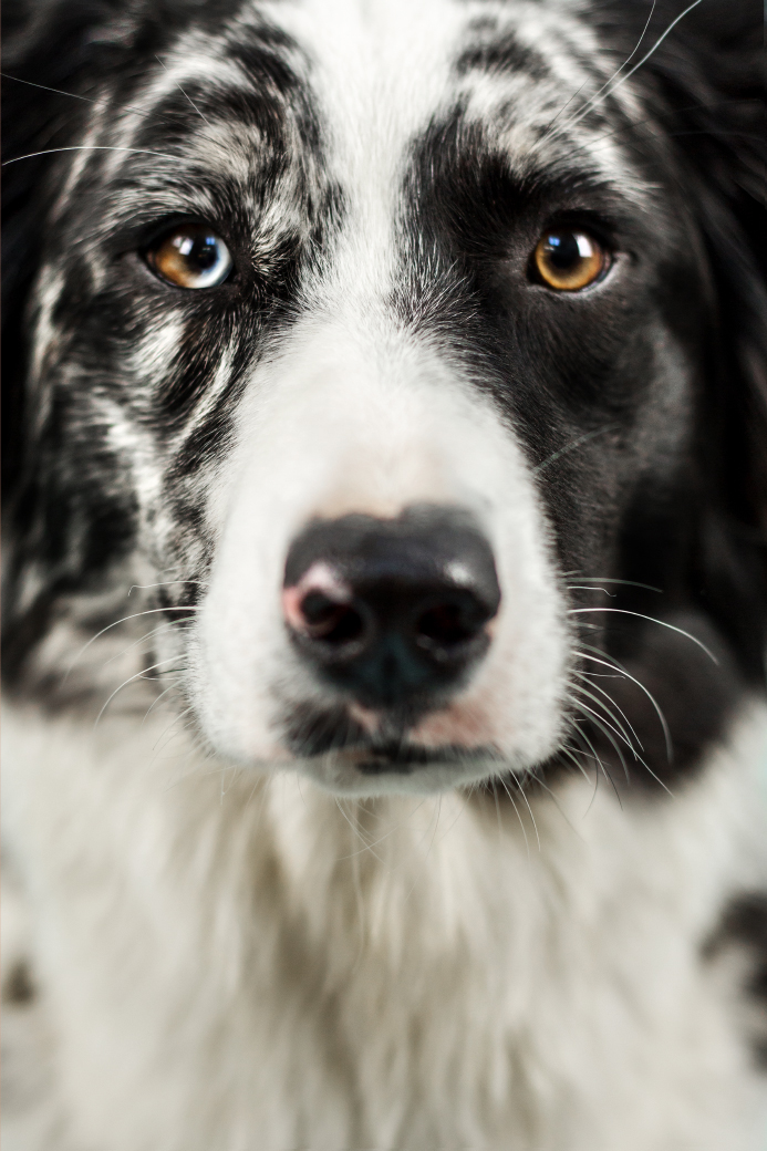 hundefotos-im-studio-bielefeld