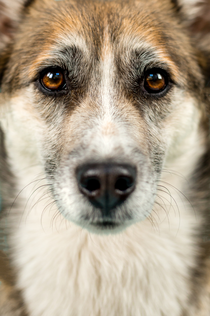 hundefotos-serie-dogface