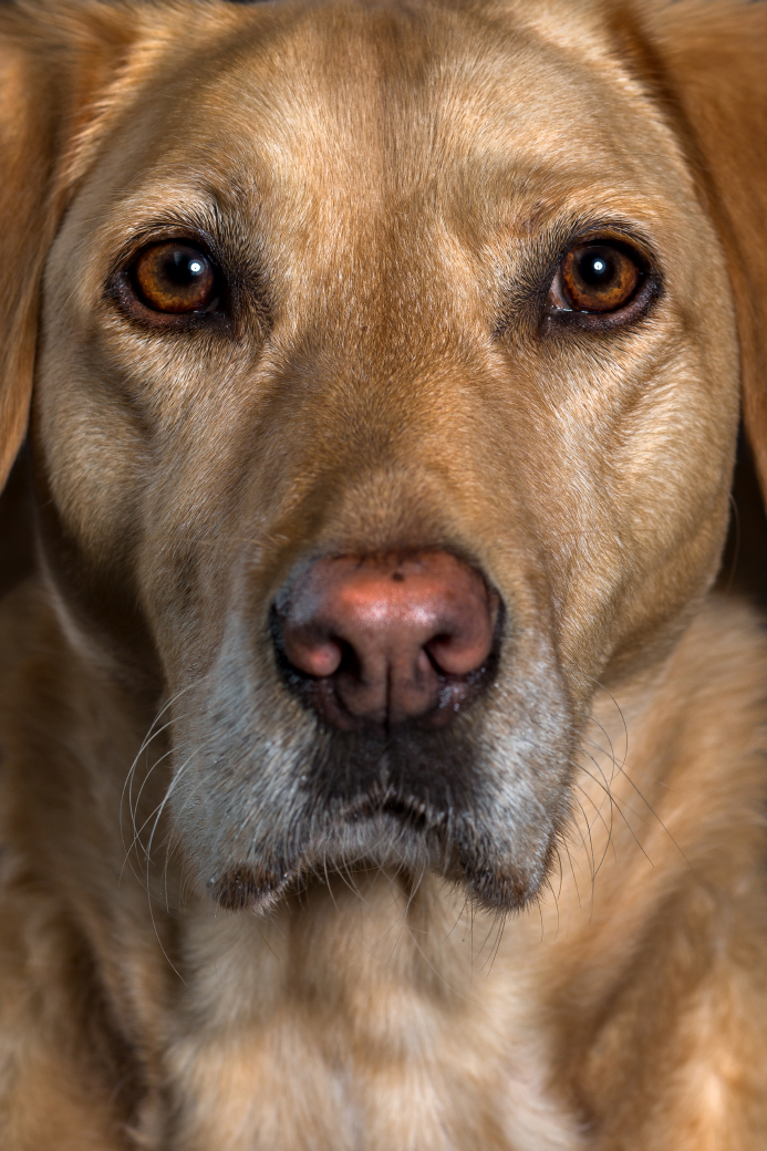 hundefotoshooting-studio-labrador