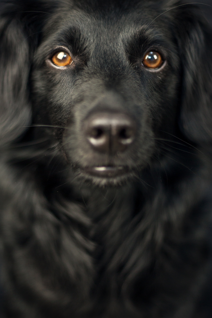 mischling-hund-fotostudio-shooting-muenster