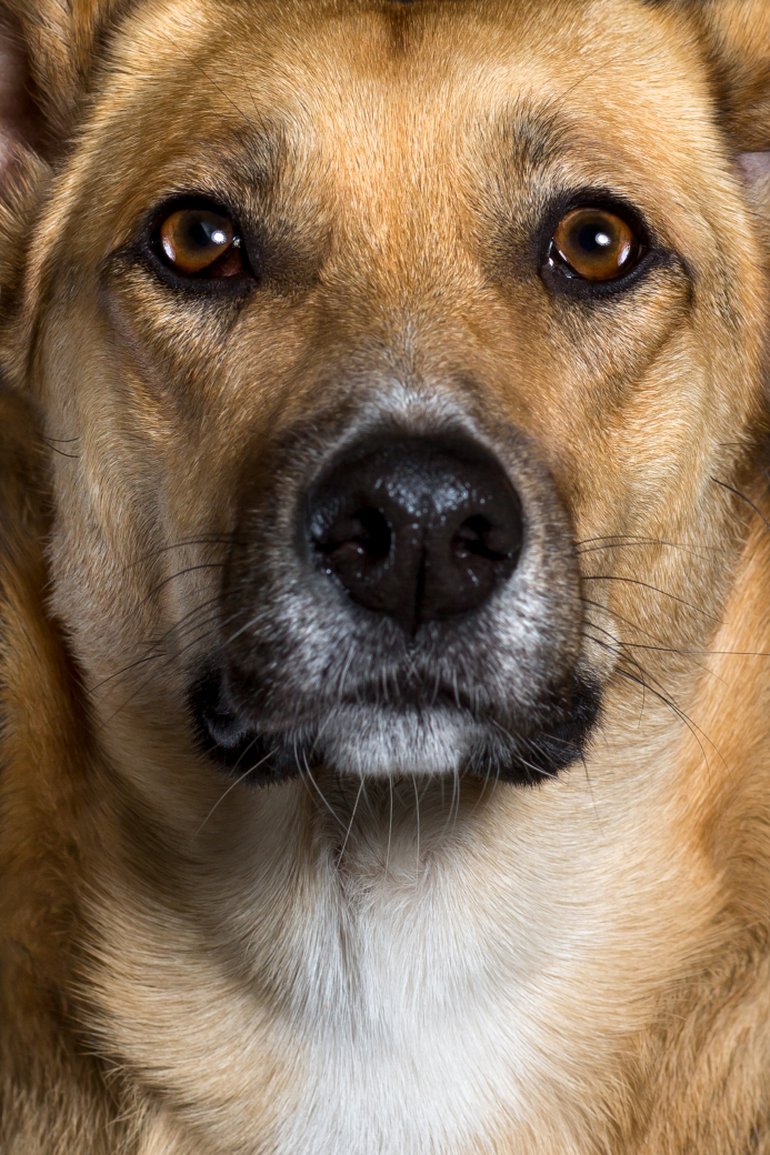 mischlingshund-fotoshooting-studio-muenster