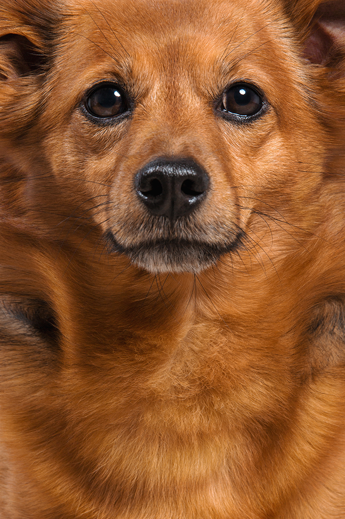 mischlingshund-fotoshooting-studio