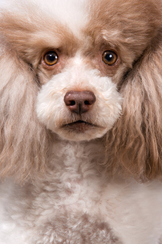 pudel-fotoshooting-studioshooting-hundefotos