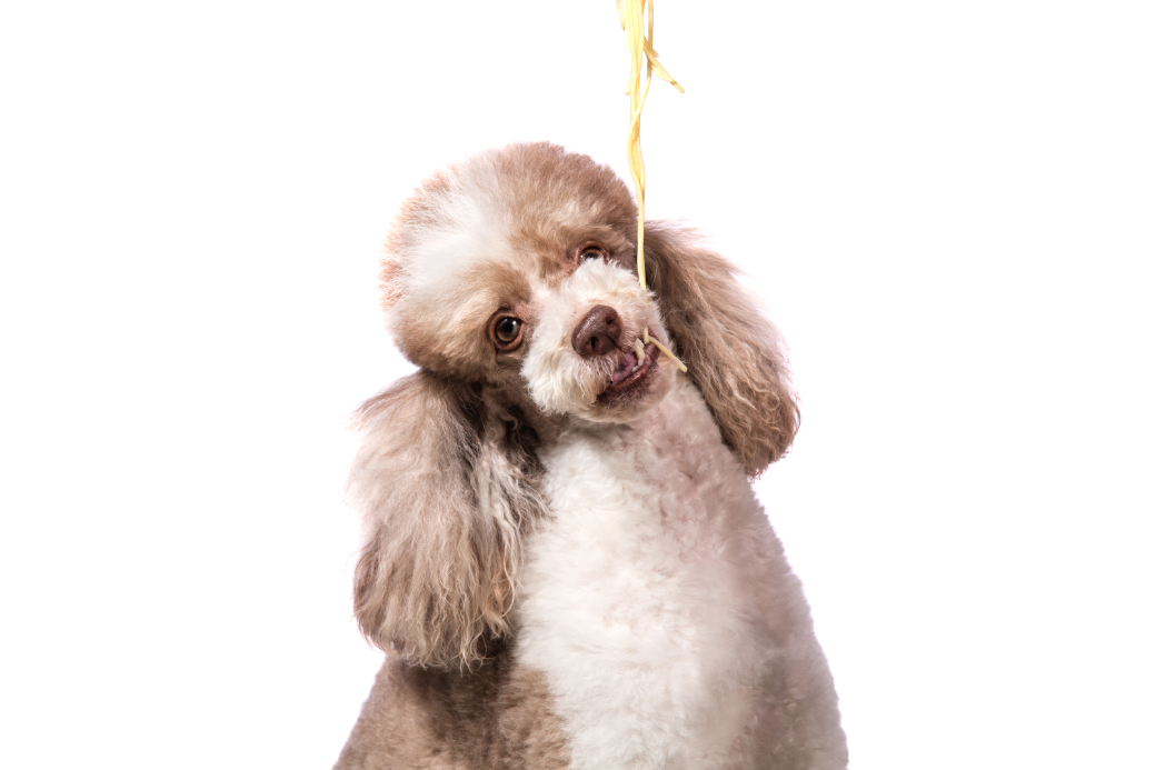 spaghetti-fotoshooting-mit-hunden