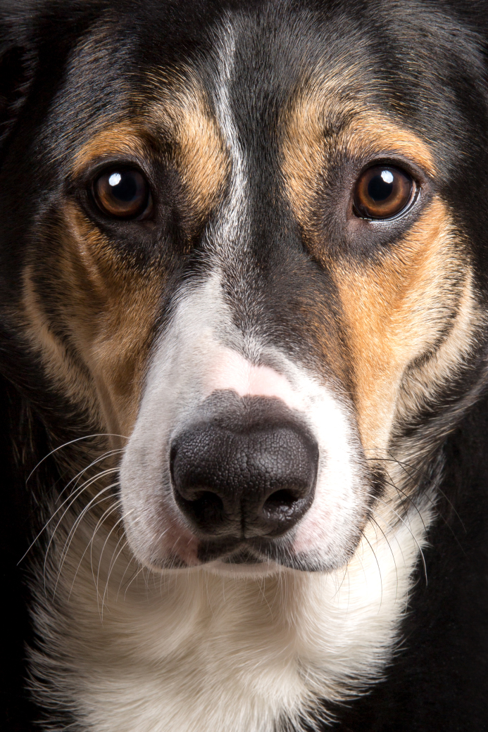 tricolor-hunde-mischling-studio-muenster